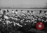 Standbild Narzissen Sumner Washington USA, 1941, aus Sekunde 8 historischem Filmmaterial Videoclip 65675071394