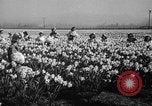 Standbild Narzissen Sumner Washington USA, 1941, aus Sekunde 9 historischem Filmmaterial Videoclip 65675071394