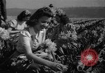 Standbild Narzissen Sumner Washington USA, 1941, aus Sekunde 10 historischem Filmmaterial Videoclip 65675071394