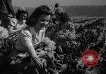 Standbild Narzissen Sumner Washington USA, 1941, aus Sekunde 11 historischem Filmmaterial Videoclip 65675071394
