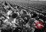 Standbild Narzissen Sumner Washington USA, 1941, aus Sekunde 12 historischem Filmmaterial Videoclip 65675071394