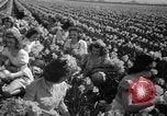 Standbild Narzissen Sumner Washington USA, 1941, aus Sekunde 13 historischem Filmmaterial Videoclip 65675071394