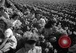 Standbild Narzissen Sumner Washington USA, 1941, aus Sekunde 14 historischem Filmmaterial Videoclip 65675071394