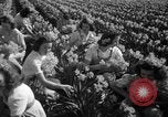Standbild Narzissen Sumner Washington USA, 1941, aus Sekunde 15 historischem Filmmaterial Videoclip 65675071394