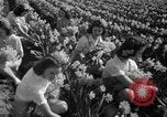 Standbild Narzissen Sumner Washington USA, 1941, aus Sekunde 16 historischem Filmmaterial Videoclip 65675071394