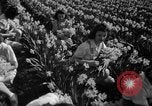 Standbild Narzissen Sumner Washington USA, 1941, aus Sekunde 17 historischem Filmmaterial Videoclip 65675071394