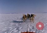 Standbild Hund Team der Antarktis, 1964, aus Sekunde 13 historischem Filmmaterial Videoclip 65675071420
