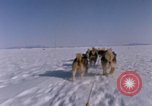 Standbild Hund Team der Antarktis, 1964, aus Sekunde 14 historischem Filmmaterial Videoclip 65675071420