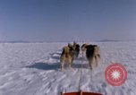 Standbild Hund Team der Antarktis, 1964, aus Sekunde 15 historischem Filmmaterial Videoclip 65675071420
