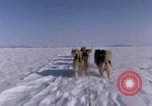 Standbild Hund Team der Antarktis, 1964, aus Sekunde 16 historischem Filmmaterial Videoclip 65675071420