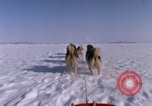 Standbild Hund Team der Antarktis, 1964, aus Sekunde 17 historischem Filmmaterial Videoclip 65675071420