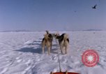 Standbild Hund Team der Antarktis, 1964, aus Sekunde 18 historischem Filmmaterial Videoclip 65675071420