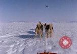 Standbild Hund Team der Antarktis, 1964, aus Sekunde 19 historischem Filmmaterial Videoclip 65675071420