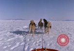 Standbild Hund Team der Antarktis, 1964, aus Sekunde 21 historischem Filmmaterial Videoclip 65675071420