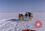 Standbild Hund Team der Antarktis, 1964, aus Sekunde 22 historischem Filmmaterial Videoclip 65675071420