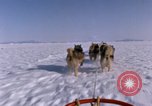 Standbild Hund Team der Antarktis, 1964, aus Sekunde 23 historischem Filmmaterial Videoclip 65675071420