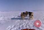 Standbild Hund Team der Antarktis, 1964, aus Sekunde 24 historischem Filmmaterial Videoclip 65675071420