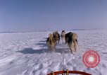 Standbild Hund Team der Antarktis, 1964, aus Sekunde 25 historischem Filmmaterial Videoclip 65675071420