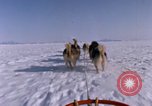 Standbild Hund Team der Antarktis, 1964, aus Sekunde 26 historischem Filmmaterial Videoclip 65675071420