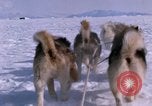 Standbild Hund Team der Antarktis, 1964, aus Sekunde 31 historischem Filmmaterial Videoclip 65675071420