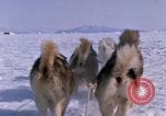 Standbild Hund Team der Antarktis, 1964, aus Sekunde 32 historischem Filmmaterial Videoclip 65675071420