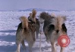 Standbild Hund Team der Antarktis, 1964, aus Sekunde 34 historischem Filmmaterial Videoclip 65675071420