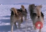 Standbild Hund Team der Antarktis, 1964, aus Sekunde 35 historischem Filmmaterial Videoclip 65675071420