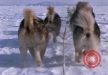 Standbild Hund Team der Antarktis, 1964, aus Sekunde 36 historischem Filmmaterial Videoclip 65675071420