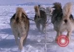 Standbild Hund Team der Antarktis, 1964, aus Sekunde 37 historischem Filmmaterial Videoclip 65675071420