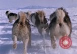 Standbild Hund Team der Antarktis, 1964, aus Sekunde 38 historischem Filmmaterial Videoclip 65675071420