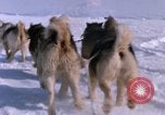Standbild Hund Team der Antarktis, 1964, aus Sekunde 40 historischem Filmmaterial Videoclip 65675071420