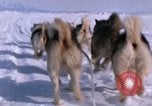 Standbild Hund Team der Antarktis, 1964, aus Sekunde 41 historischem Filmmaterial Videoclip 65675071420