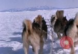 Standbild Hund Team der Antarktis, 1964, aus Sekunde 42 historischem Filmmaterial Videoclip 65675071420