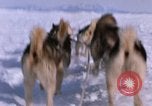 Standbild Hund Team der Antarktis, 1964, aus Sekunde 43 historischem Filmmaterial Videoclip 65675071420