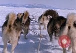 Standbild Hund Team der Antarktis, 1964, aus Sekunde 44 historischem Filmmaterial Videoclip 65675071420
