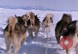 Standbild Hund Team der Antarktis, 1964, aus Sekunde 45 historischem Filmmaterial Videoclip 65675071420