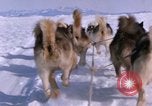 Standbild Hund Team der Antarktis, 1964, aus Sekunde 46 historischem Filmmaterial Videoclip 65675071420