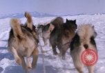 Standbild Hund Team der Antarktis, 1964, aus Sekunde 47 historischem Filmmaterial Videoclip 65675071420