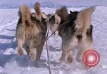 Standbild Hund Team der Antarktis, 1964, aus Sekunde 48 historischem Filmmaterial Videoclip 65675071420