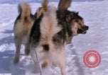 Standbild Hund Team der Antarktis, 1964, aus Sekunde 49 historischem Filmmaterial Videoclip 65675071420