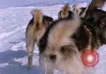 Standbild Hund Team der Antarktis, 1964, aus Sekunde 50 historischem Filmmaterial Videoclip 65675071420