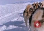 Standbild Hund Team der Antarktis, 1964, aus Sekunde 51 historischem Filmmaterial Videoclip 65675071420