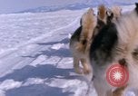 Standbild Hund Team der Antarktis, 1964, aus Sekunde 52 historischem Filmmaterial Videoclip 65675071420