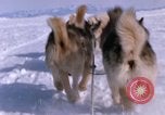 Standbild Hund Team der Antarktis, 1964, aus Sekunde 53 historischem Filmmaterial Videoclip 65675071420