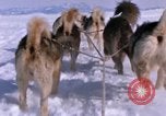 Standbild Hund Team der Antarktis, 1964, aus Sekunde 55 historischem Filmmaterial Videoclip 65675071420