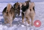 Standbild Hund Team der Antarktis, 1964, aus Sekunde 56 historischem Filmmaterial Videoclip 65675071420