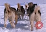 Standbild Hund Team der Antarktis, 1964, aus Sekunde 57 historischem Filmmaterial Videoclip 65675071420