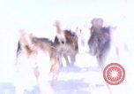 Standbild Hund Team der Antarktis, 1964, aus Sekunde 58 historischem Filmmaterial Videoclip 65675071420