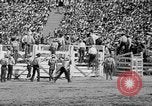 Image of rodeo Los Angeles California USA, 1951, second 45 stock footage video 65675071434