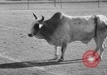 Image of rodeo Los Angeles California USA, 1951, second 58 stock footage video 65675071434